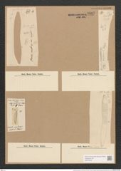 Hantzschia amphioxys var. major Grun. (de-Toni-Nr.: Genus 50, Species 2204) Zeichnungen Sammlung Grunow Nr. 4607 (NHMW-BOT-W0372646)